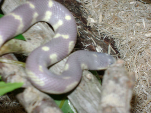 Starting to shed again.