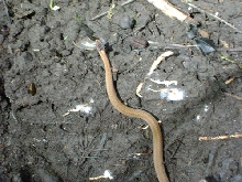 Redbelly