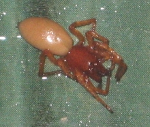 Spider I've never seen before