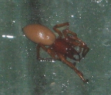 Spider I've never seen before