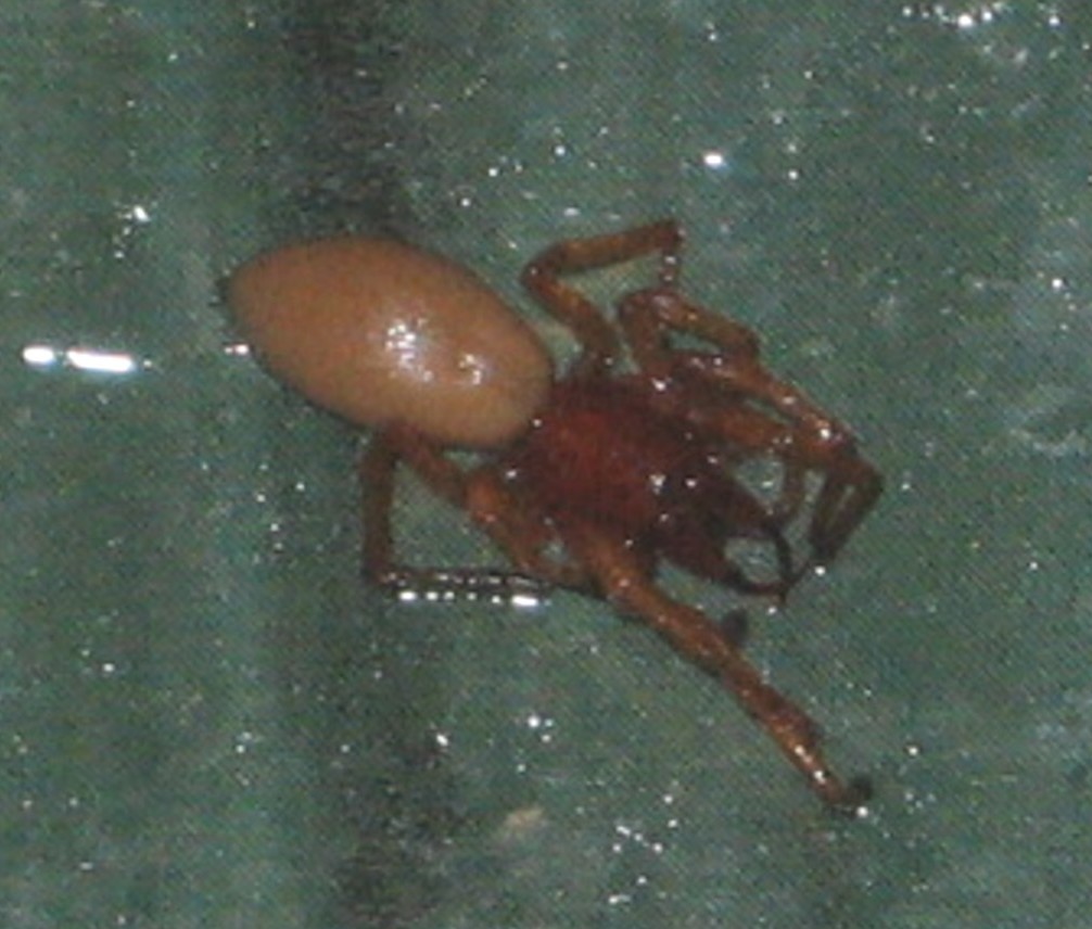 Spider I've never seen before
