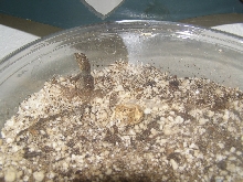 Hatching Ctenosaura melanosterna