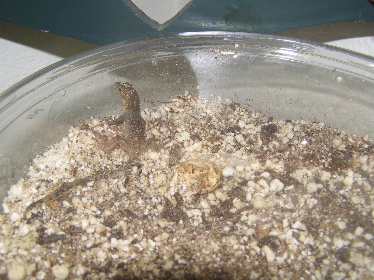 Hatching Ctenosaura melanosterna