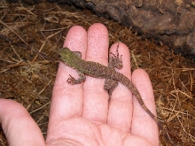 Hatchling Ctenosaura melanosterna