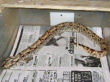 dirty hypo pic1
