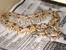 dirty hypo pic2