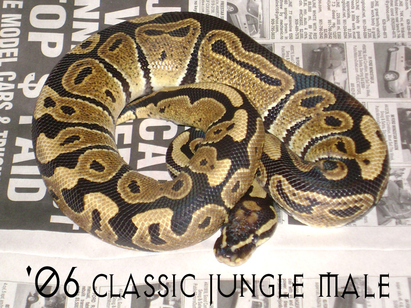 '06 classic jungle M1