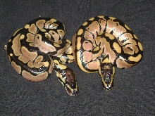 2 of 3 new babies