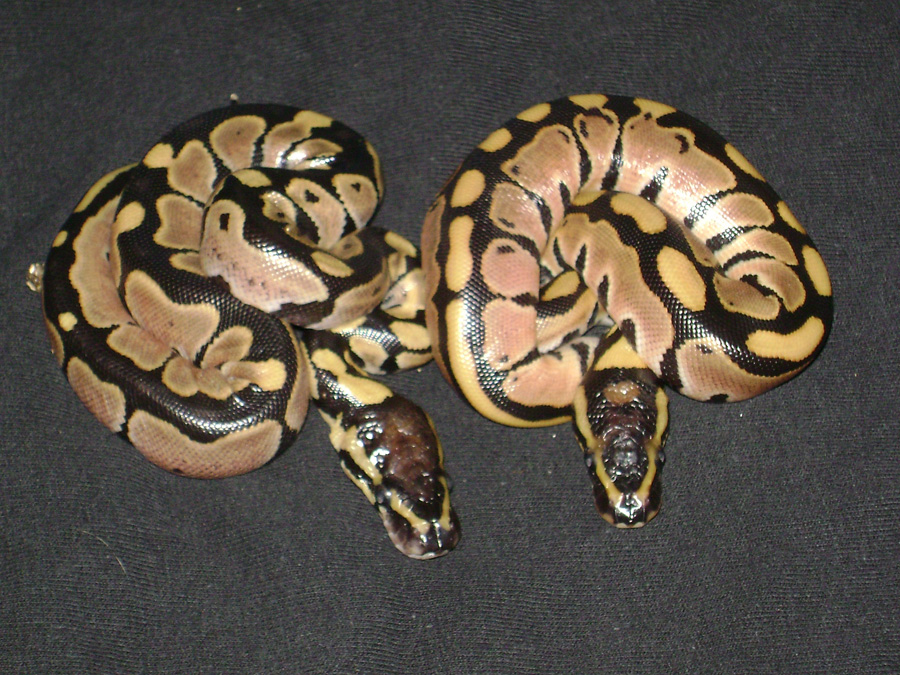 2 of 3 new babies