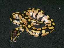classic jungle M