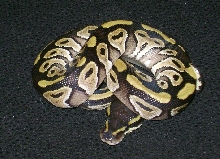 'o7 mojave