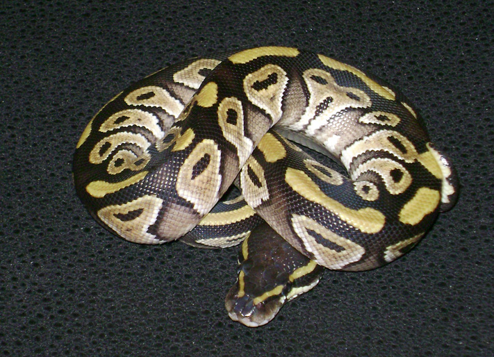 'o7 mojave
