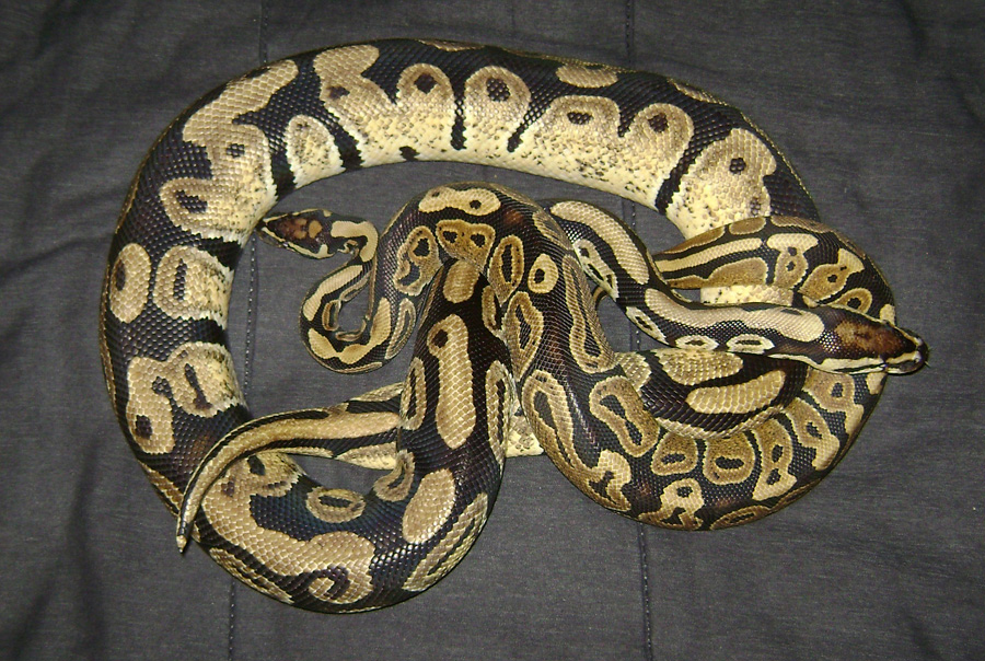 'o5 and 'o6 classic jungle
