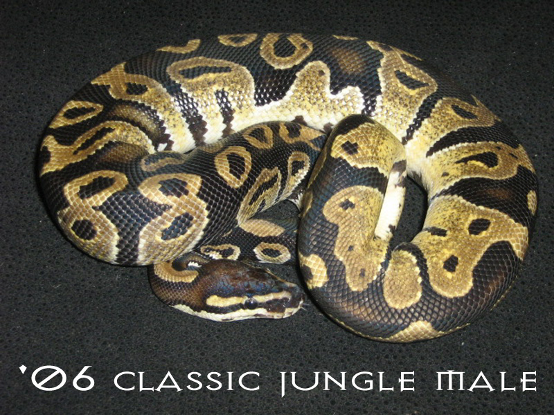 '06 classic jungle M2