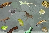 Photoshop Collage of my Pets
