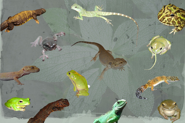 Photoshop Collage of my Pets