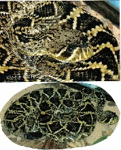 My Eastern Diamondback