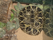 My Eastern Diamondback