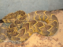 Puff Adder