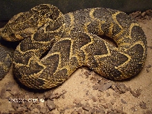 Puff Adder