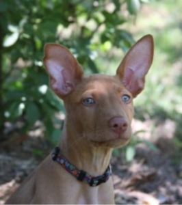 Kiya headshot 9 weeks