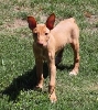 Kiya at 9 weeks