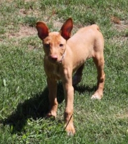 Kiya at 9 weeks