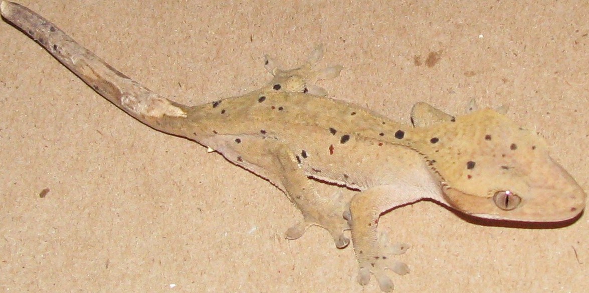 ac dal