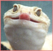Smart-alec k gecko