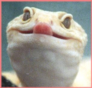 Smart-alec k gecko