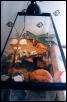 Jeff's Vivarium