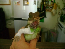 My water dragon Sui (Swee) wearing a splint (2)