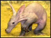 anteater