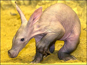 anteater