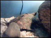 Female Map Turtle