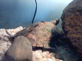 Female Map Turtle