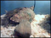 My Map Turtle 3