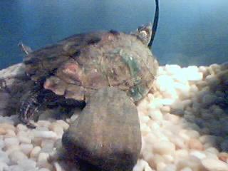 My Map Turtle 3