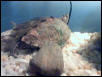 My Map Turtle