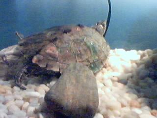 My Map Turtle