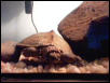 Map Turtle 2