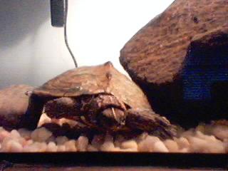 Map Turtle 2