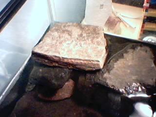 Basking Area