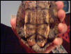 Female Map Turtle's Back