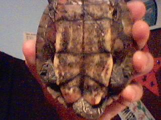 Female Map Turtle's Back