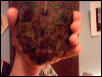 My Female's Shell