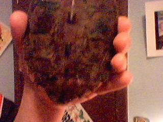 My Female's Shell