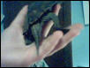 My Female's Tail
