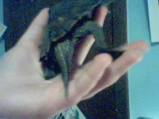 My Female's Tail