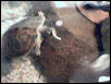 Female Map Turtle Eating